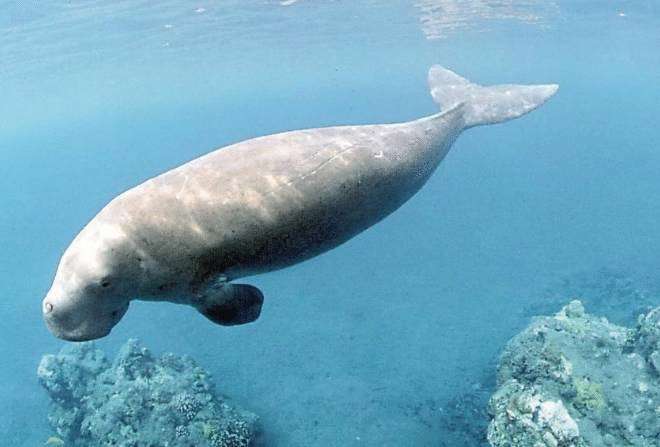 世界十大珍稀海洋动物 这些珍稀生物，你认识几种